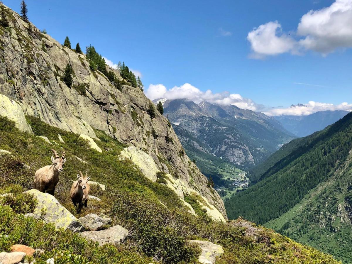 Viachamonix I Confort & Nature, Skis Aux Pieds Vallorcine Exterior foto